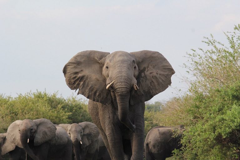 7-Day Nyerere & Ruaha Southern Safari